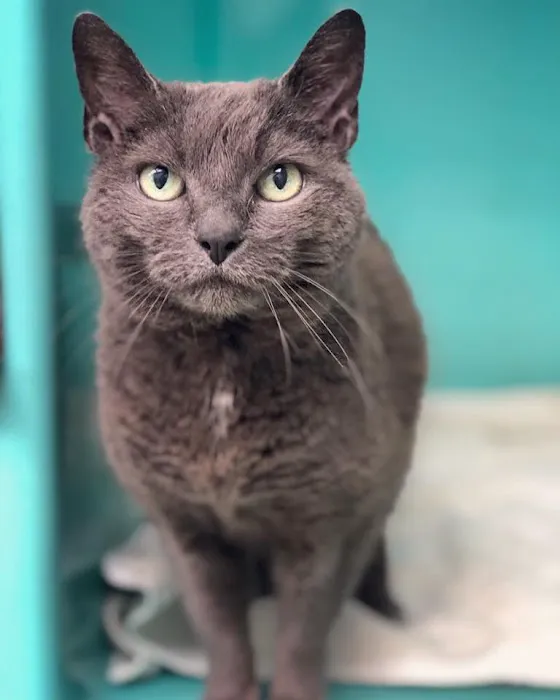 Fallon Animal Clinic Inc Picture 8