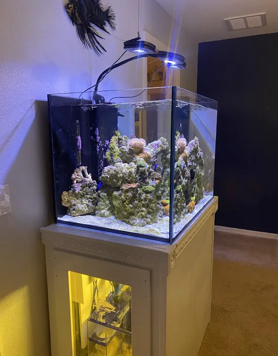Clean Sharks Aquarium Maintenance Picture 7