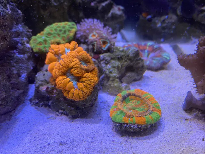 Clean Sharks Aquarium Maintenance Picture 2