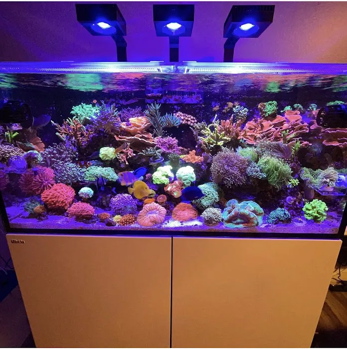 Clean Sharks Aquarium Maintenance Picture 4
