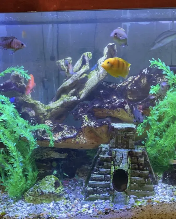 Clean Sharks Aquarium Maintenance Picture 8