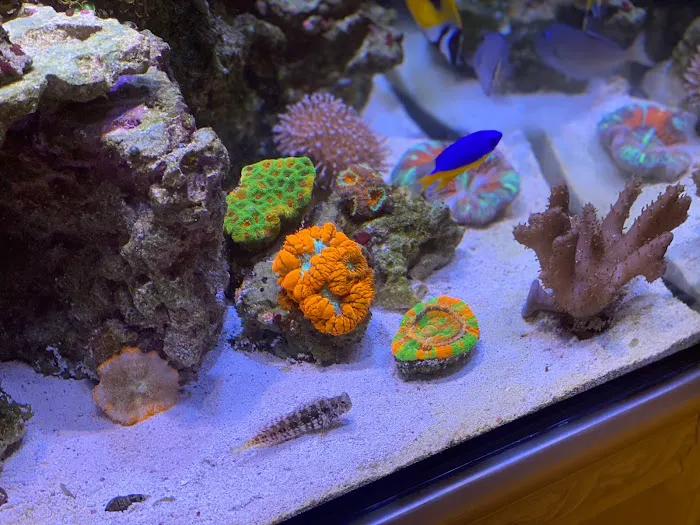 Clean Sharks Aquarium Maintenance Picture 10