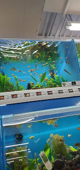 Pet Supermarket Picture 7