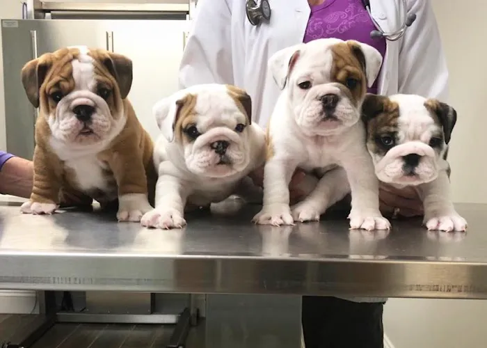 Sulin, Melissa J DVM - First Choice Veterinary Care, Inc. Picture 4