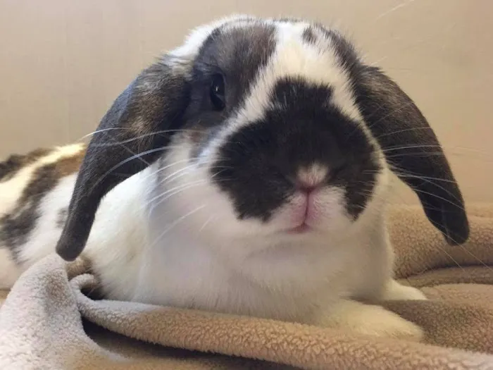 Sulin, Melissa J DVM - First Choice Veterinary Care, Inc. Picture 2