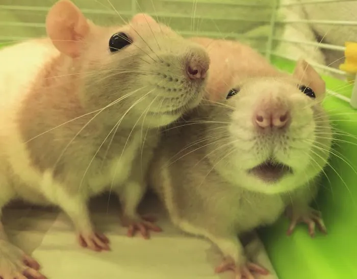 Sulin, Melissa J DVM - First Choice Veterinary Care, Inc. Picture 5