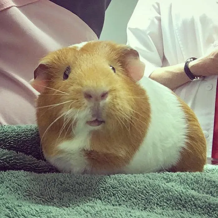 Sulin, Melissa J DVM - First Choice Veterinary Care, Inc. Picture 10