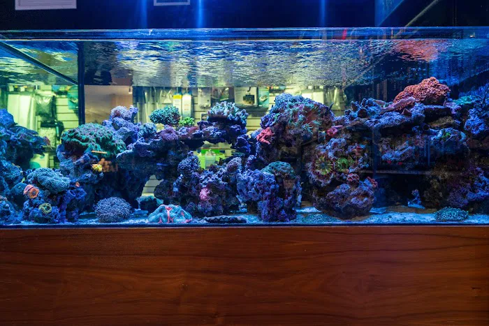 Aquatic Reef Design Picture 7