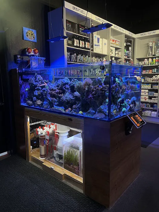 Aquatic Reef Design Picture 9