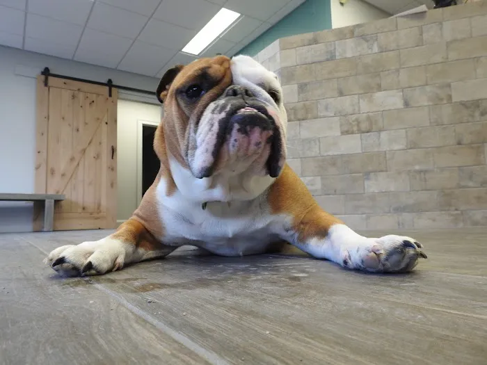 First Choice Veterinary Care, Inc. Picture 2