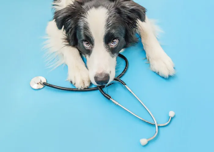 Fieldstone Animal Hospital Picture 6