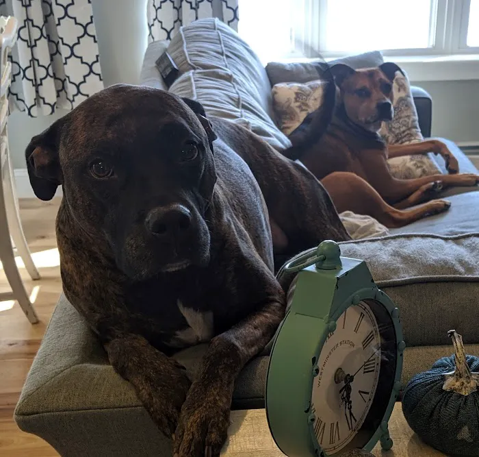 Fieldstone Animal Hospital Picture 8