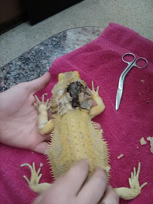 Donna's Discoids (Reptile Feeder Insects) Donna Foika Picture 7