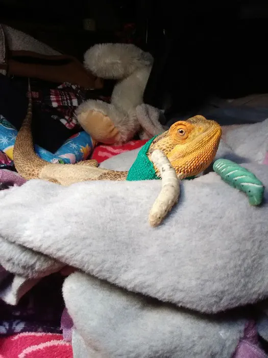 Donna's Discoids (Reptile Feeder Insects) Donna Foika Picture 1