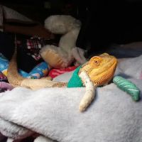 Donna's Discoids (Reptile Feeder Insects) Donna Foika ico