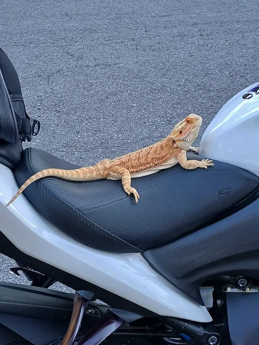 Donna's Discoids (Reptile Feeder Insects) Donna Foika Picture 3