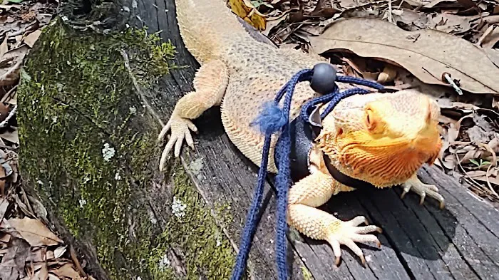 Donna's Discoids (Reptile Feeder Insects) Donna Foika Picture 9