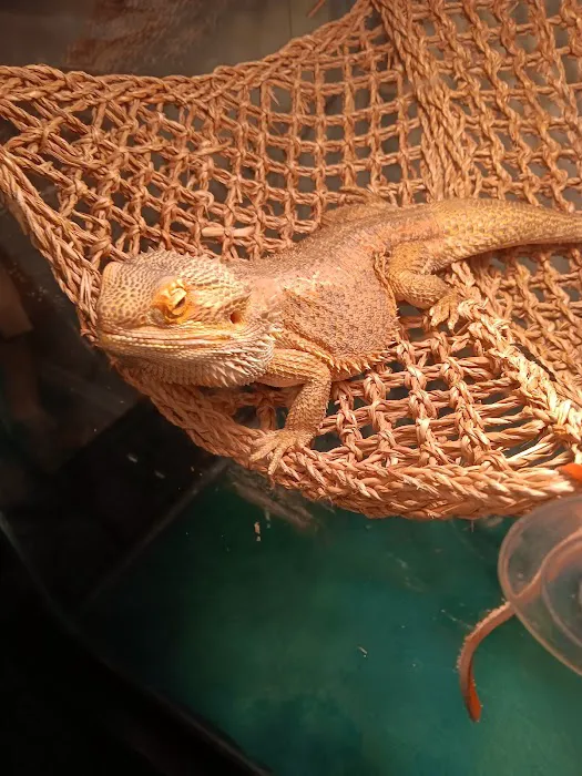 Donna's Discoids (Reptile Feeder Insects) Donna Foika Picture 2