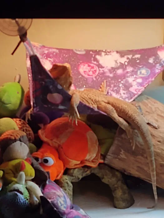 Donna's Discoids (Reptile Feeder Insects) Donna Foika Picture 4