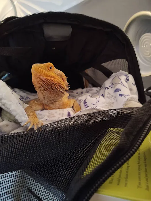 Donna's Discoids (Reptile Feeder Insects) Donna Foika Picture 8