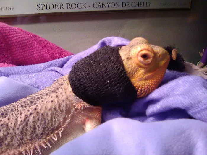 Donna's Discoids (Reptile Feeder Insects) Donna Foika Picture 5