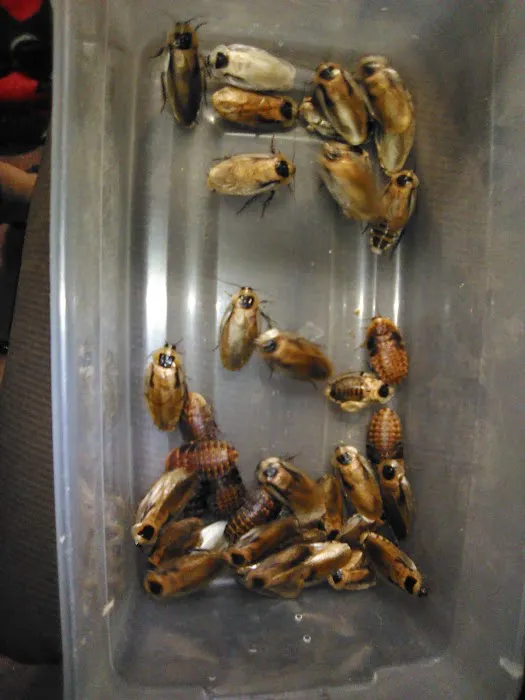 Donna's Discoids (Reptile Feeder Insects) Donna Foika Picture 10