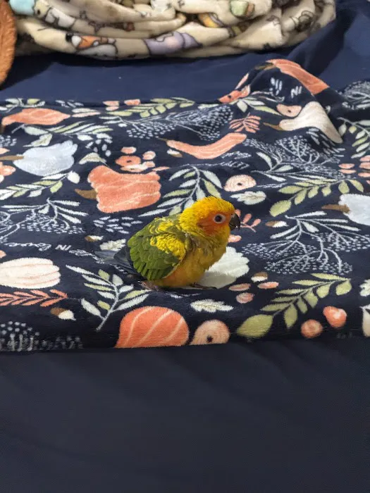 Mermaid’s Animal Petshop Picture 1