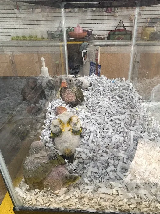 Mermaid’s Animal Petshop Picture 10