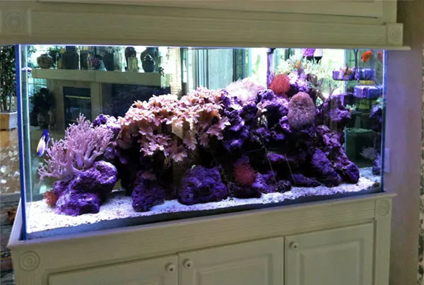 Tampa Aquarium Service Picture 9