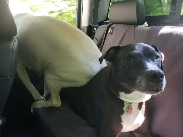 Adams Animal Hospital: Bergantino Robert DVM Picture 2