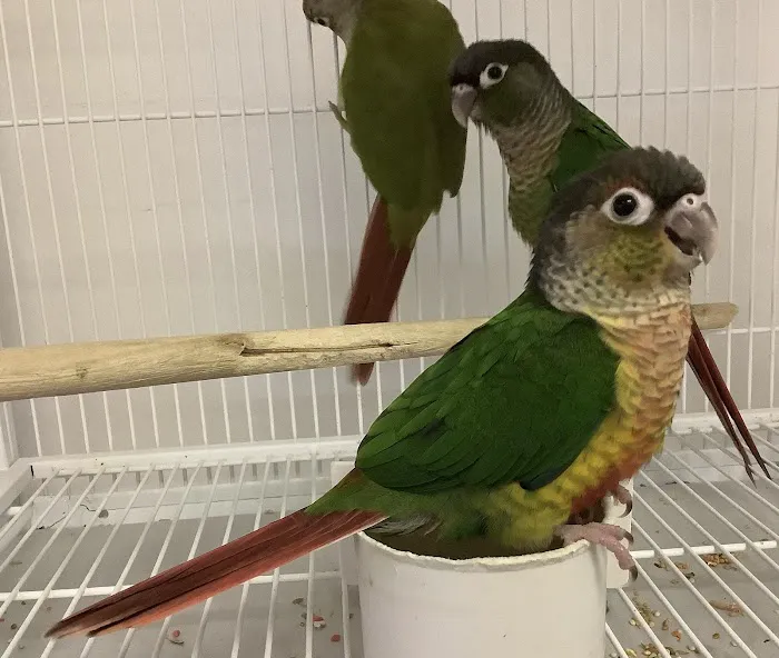 Parrotdise Bird Store & Boarding Picture 10