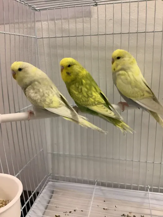 Parrotdise Bird Store & Boarding Picture 7