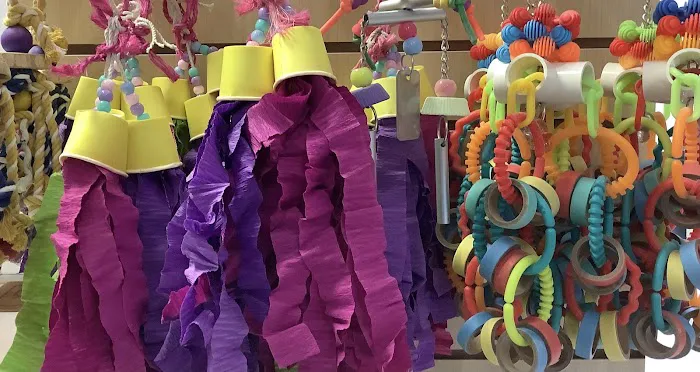 Parrotdise Bird Store & Boarding Picture 9