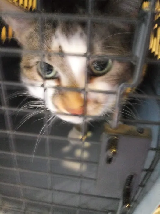 VCA Adams Animal Hospital Picture 1