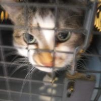 VCA Adams Animal Hospital ico