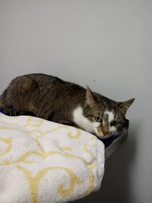 VCA Adams Animal Hospital Picture 5