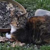 Patrick Cotter DVM ico