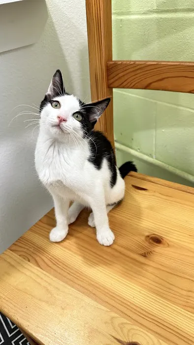 DeLand Cat Cafe Picture 5