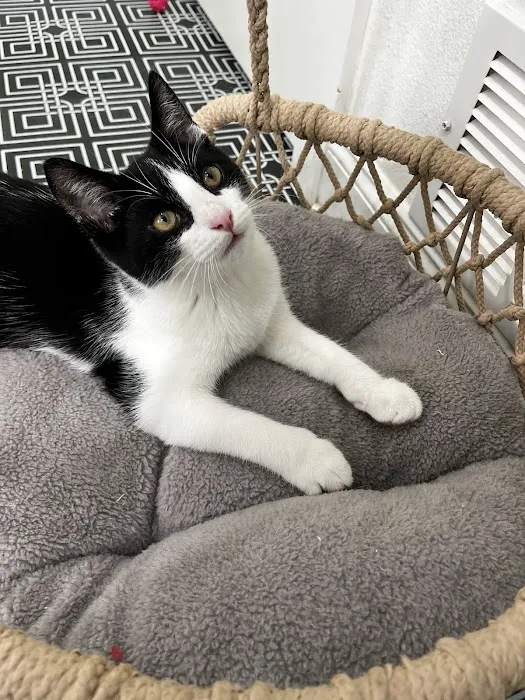 DeLand Cat Cafe Picture 1