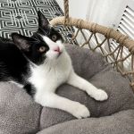 DeLand Cat Cafe