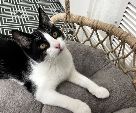 DeLand Cat Cafe