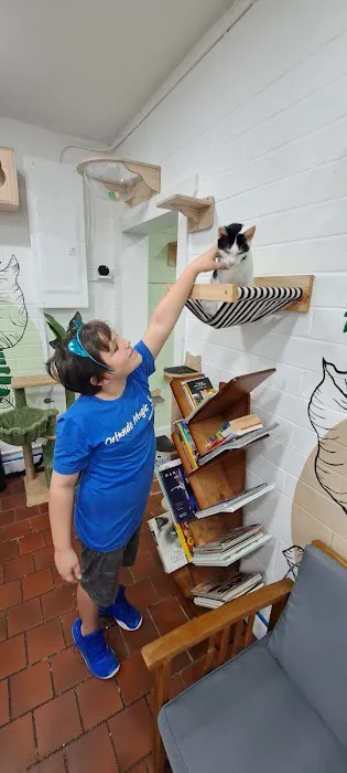 DeLand Cat Cafe Picture 8