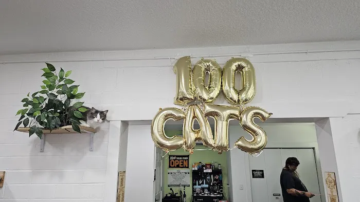 DeLand Cat Cafe Picture 3