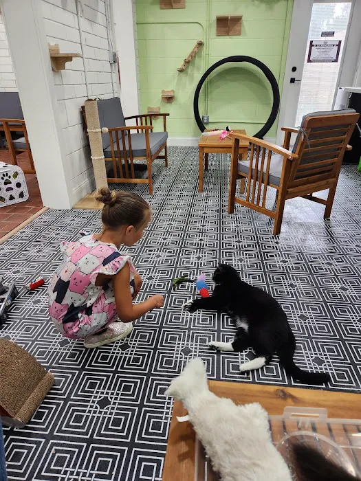 DeLand Cat Cafe Picture 7