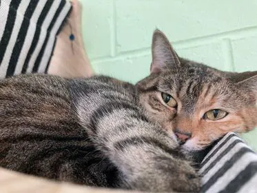 DeLand Cat Cafe Picture 9