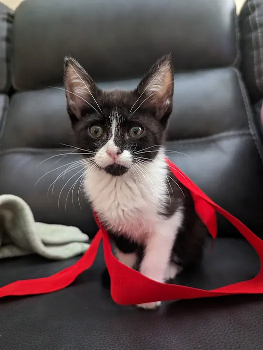 DeLand Cat Cafe Picture 4