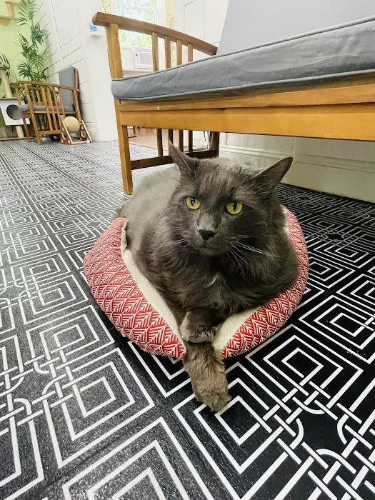 DeLand Cat Cafe Picture 2