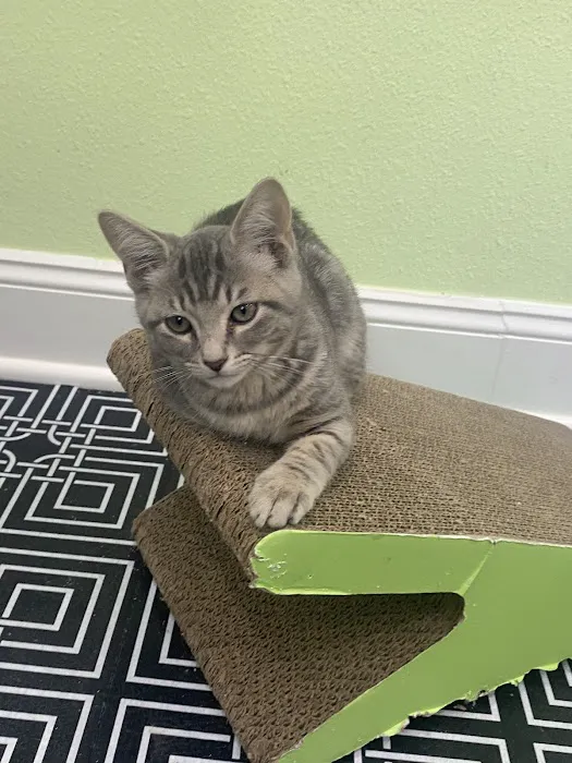 DeLand Cat Cafe Picture 6