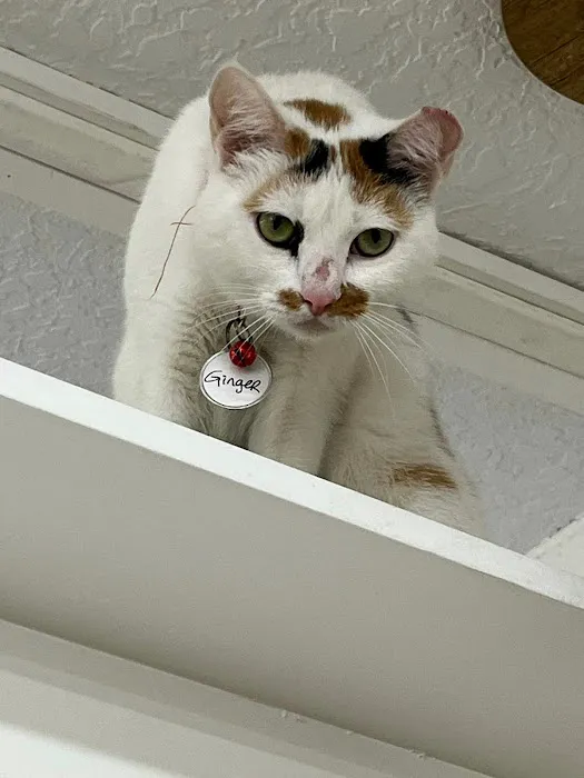 DeLand Cat Cafe Picture 10