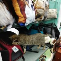 Gurrs & Purrs Boutique ico